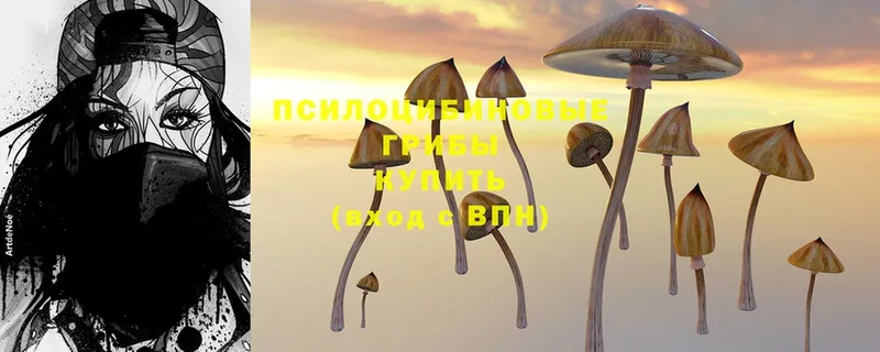 купить   Макушино  Галлюциногенные грибы Magic Shrooms 